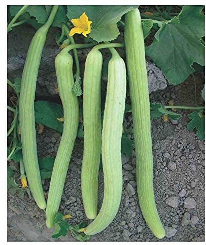 KANAYA Long Melon (Kakri) Vegetable Seed Price in India Buy KANAYA