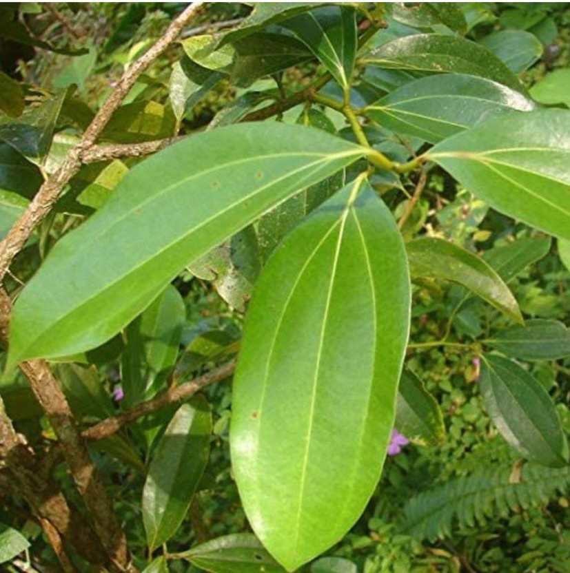 VIJAY GREENERY Bay Leaf Plant  sapling(Hybrid, Pack of 1)