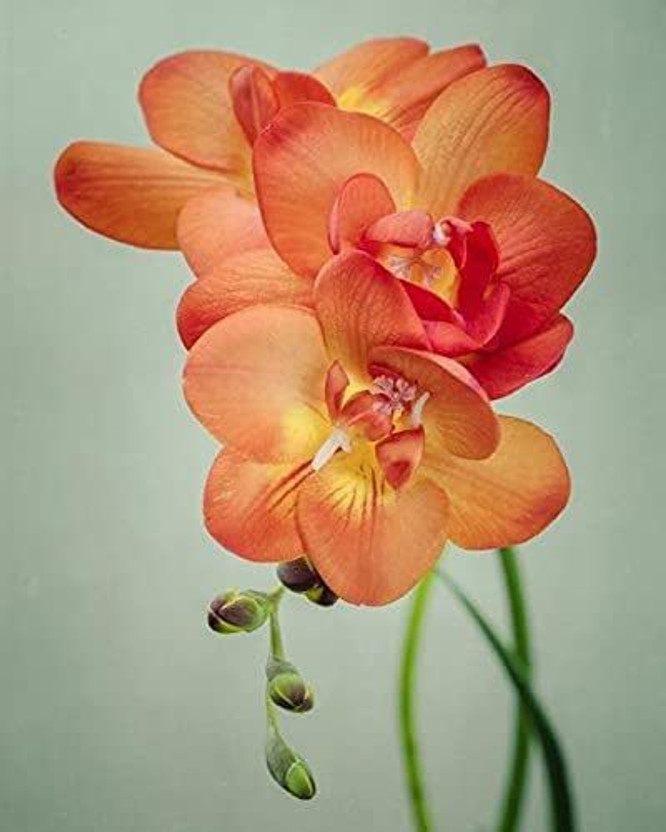 Vinayak Vinayak Pesticides Freesia mixed Double Flower, Aromatic Flowers, Good Germination (PACK OF 2 ) BULBS Seed(2 per packet) - Flipkart Deal