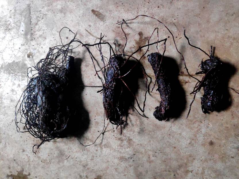 Corofitam Kali haldi, black turmeric Seed Price in India Buy Corofitam Kali haldi, black