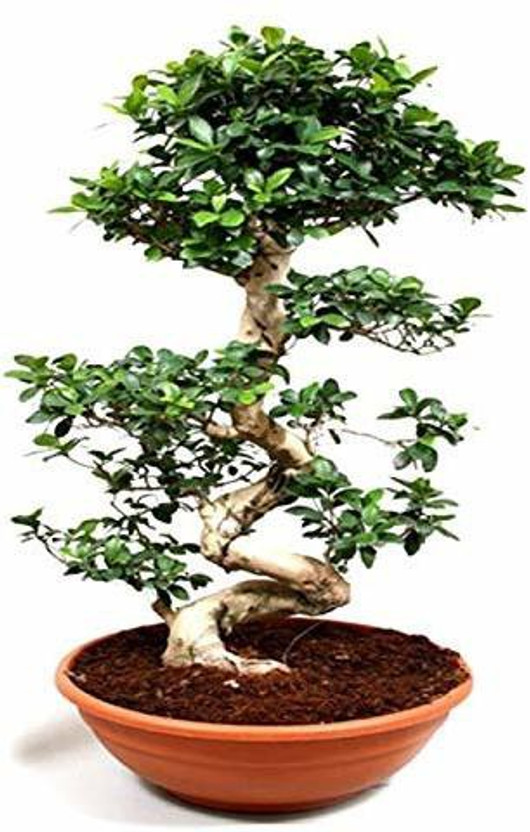 GRTFLIX Ficus Bonsai Plant  sapling(Hybrid, Pack of 1)