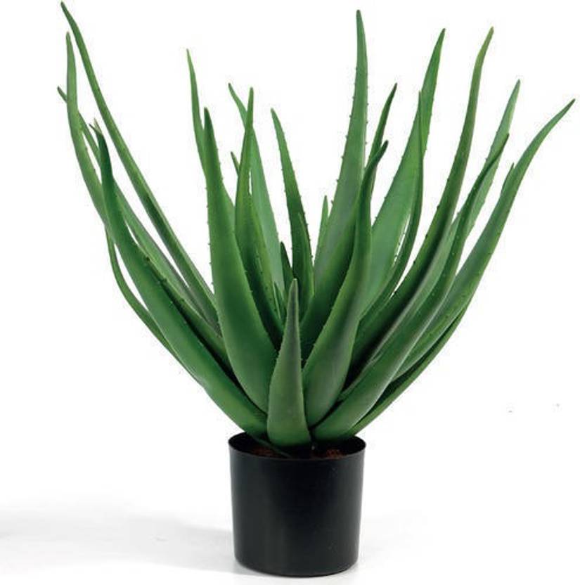 ONLINE PLANT BAZAR Aloe Vera Plant Price in India Buy ONLINE PLANT