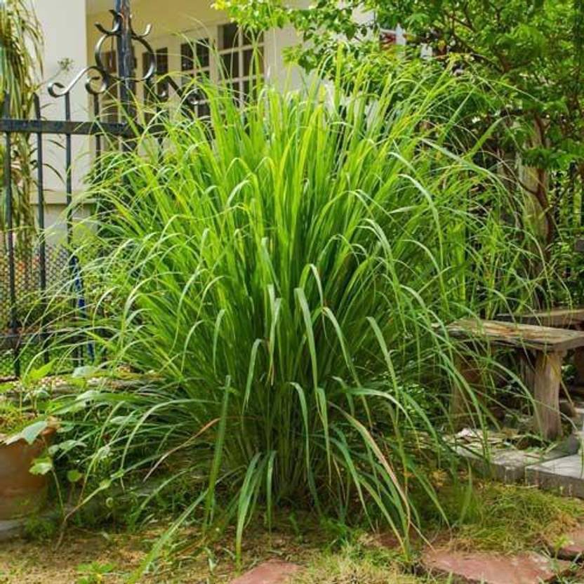 Mozette Lemon grass Seed Price in India Buy Mozette Lemon grass Seed