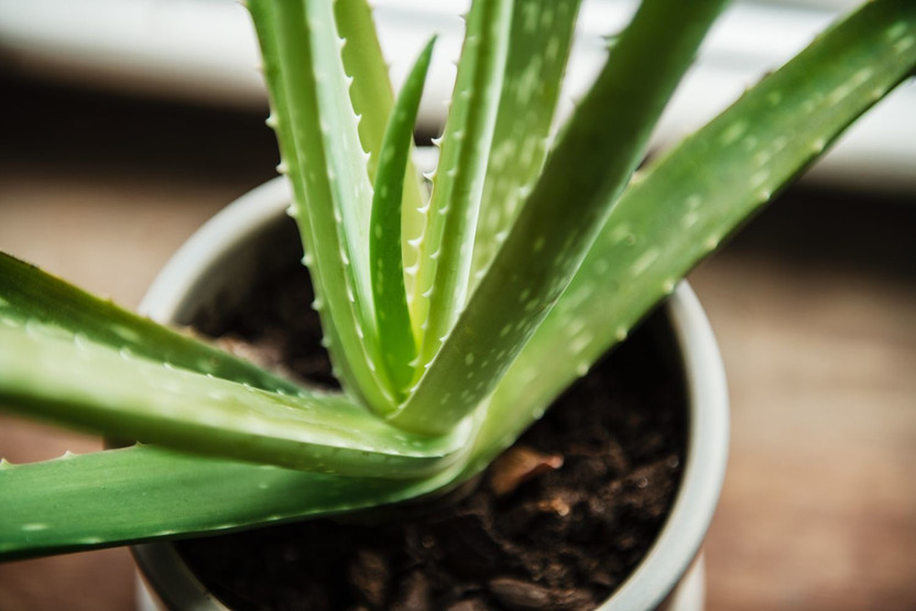 Cloud Farm Aloe Vera Plant(Hybrid, Pack of 1)