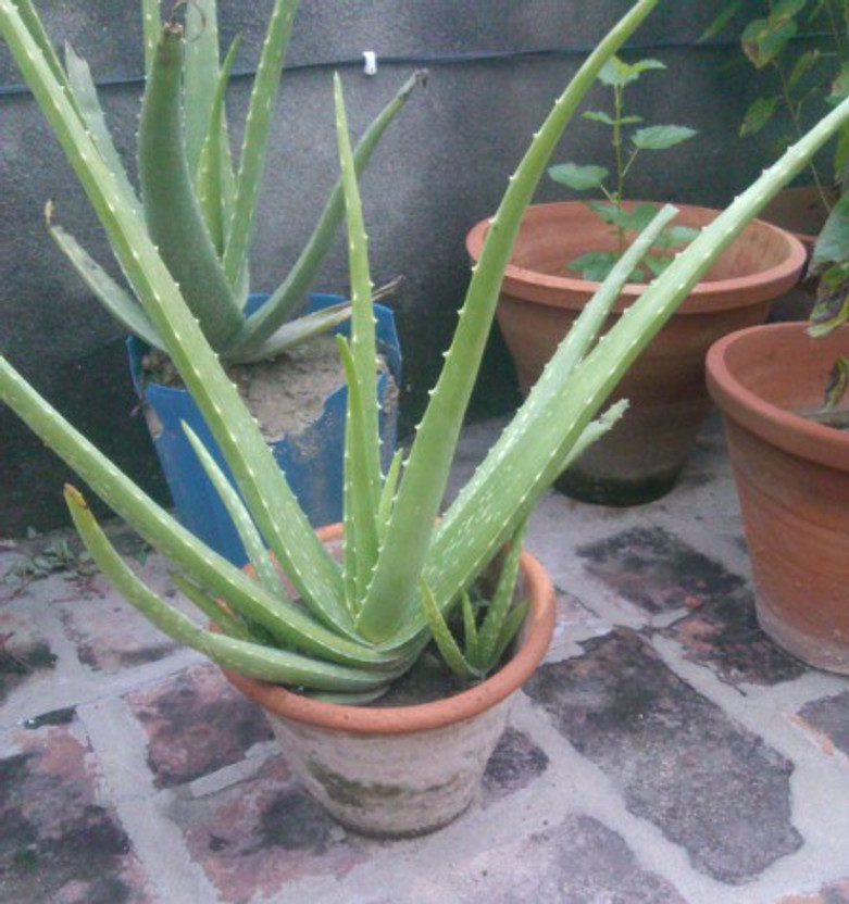 Ukanda Aloe Vera Plant(Hybrid, Pack of 1)