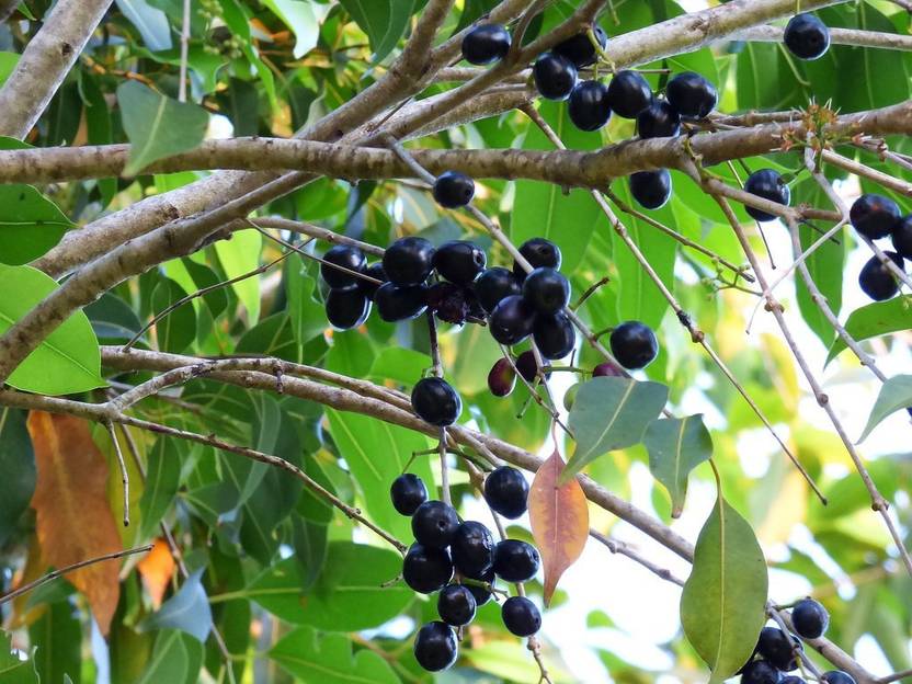 SAVE GREEN Jamun Plant Price in India Buy SAVE GREEN Jamun Plant