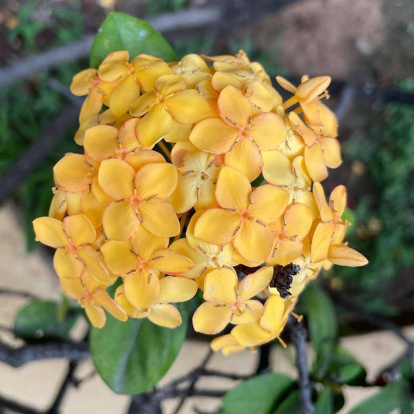 Cloud Farm Trothic Ixora/Chethi Plant Price in India Buy Cloud Farm