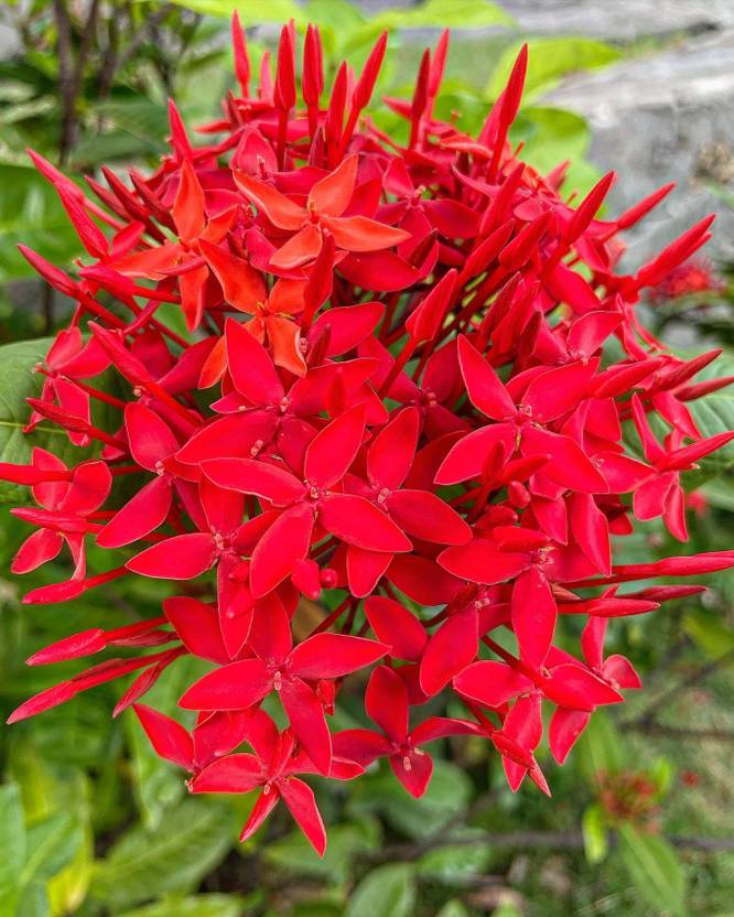 Cloud Farm Trothic Ixora/Chethi Plant Price in India Buy Cloud Farm