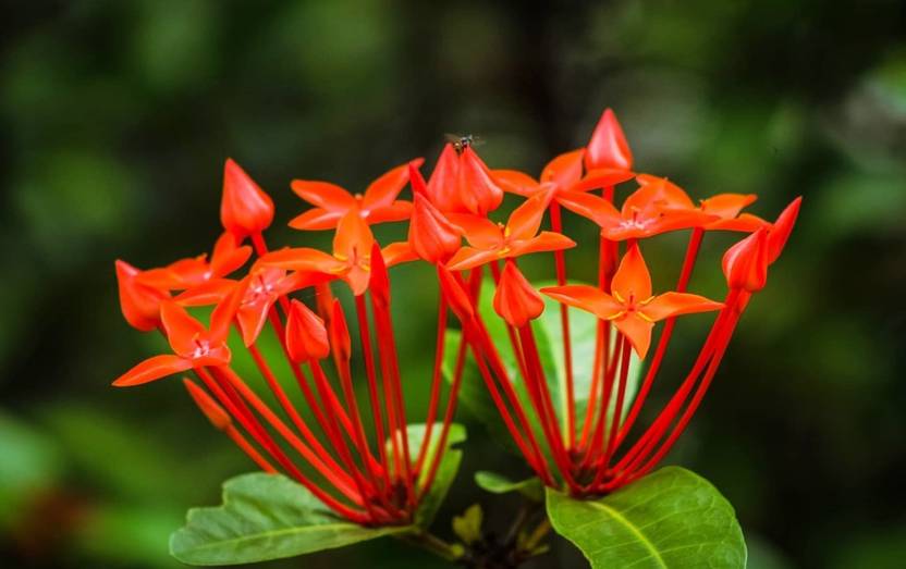 Dishani Trothic Ixora/Chethi Plant Price in India Buy Dishani Trothic