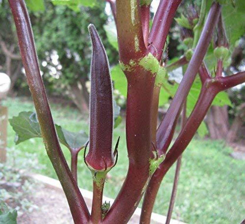 Biosnyg ®VXV297 Red Velvet Okra Ladies Finger Bhindi Seed Price in