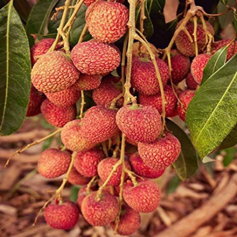 ANI PLANT Litchi Plant Price in India Buy ANI PLANT Litchi Plant