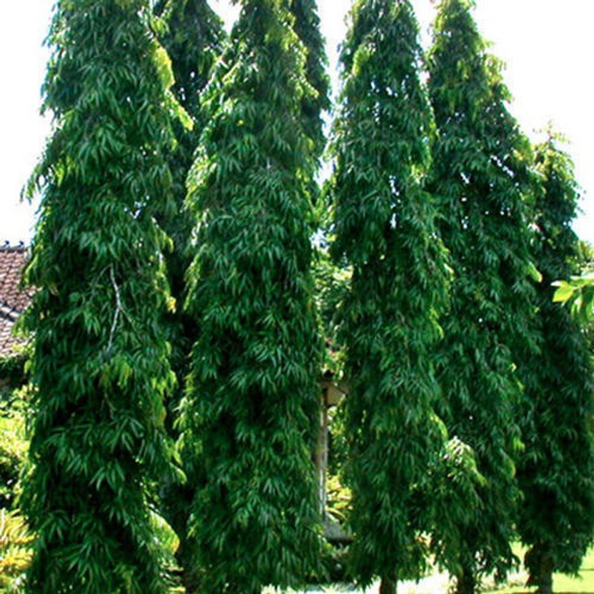 PLANTSGEEK Ashok Plant(Hybrid, Pack of 1)