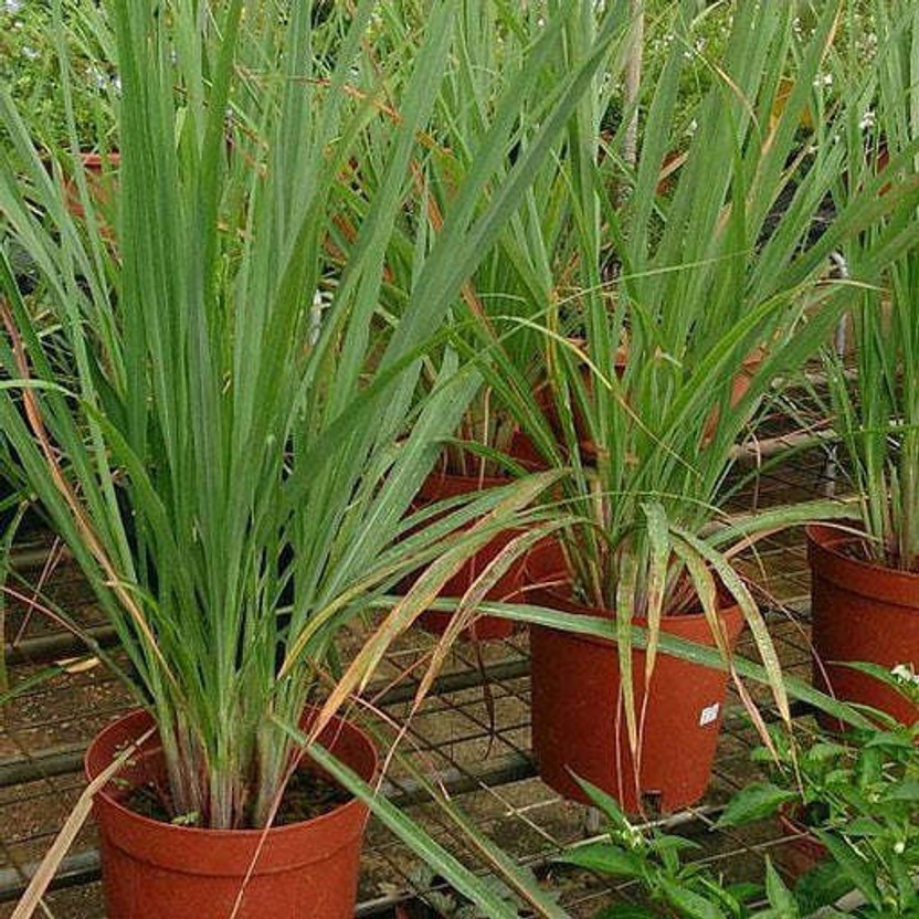 LaughEarth Lemon Grass Plant(Hybrid, Pack of 2)