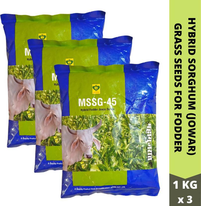 MahaGuj Jowar Seeds, Gai Ka Chara, Cow Fodder, Grass Seed Price
