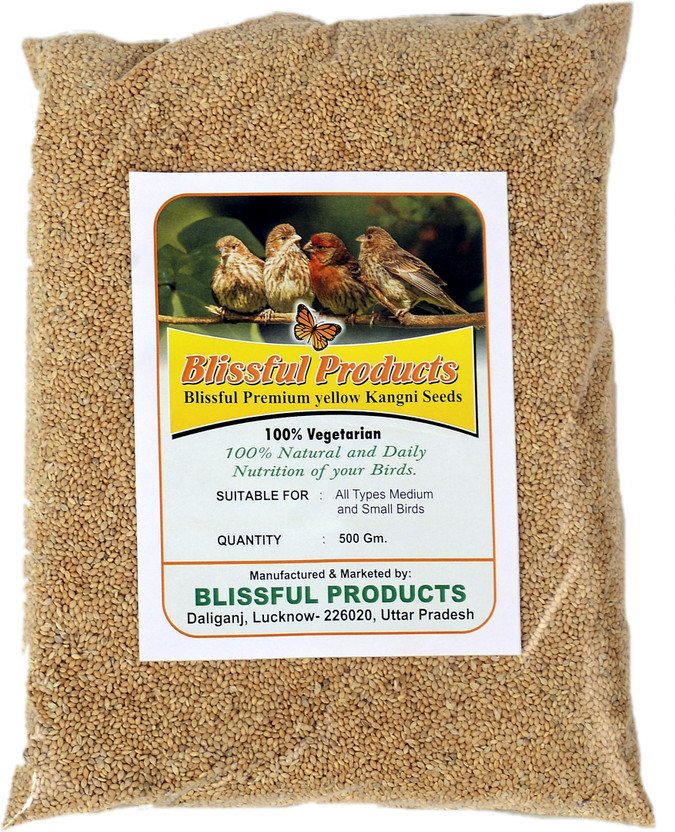 Blissful Products Yellow Millet Kangni Bird Food 0.5 kg Dry Adult Bird Food