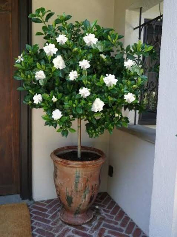 Ukanda Jasmine Plant(Hybrid, Pack of 1)