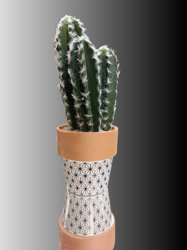 NestForLiving Artificial Green Cactus with Chini Mitti Pot Bonsai