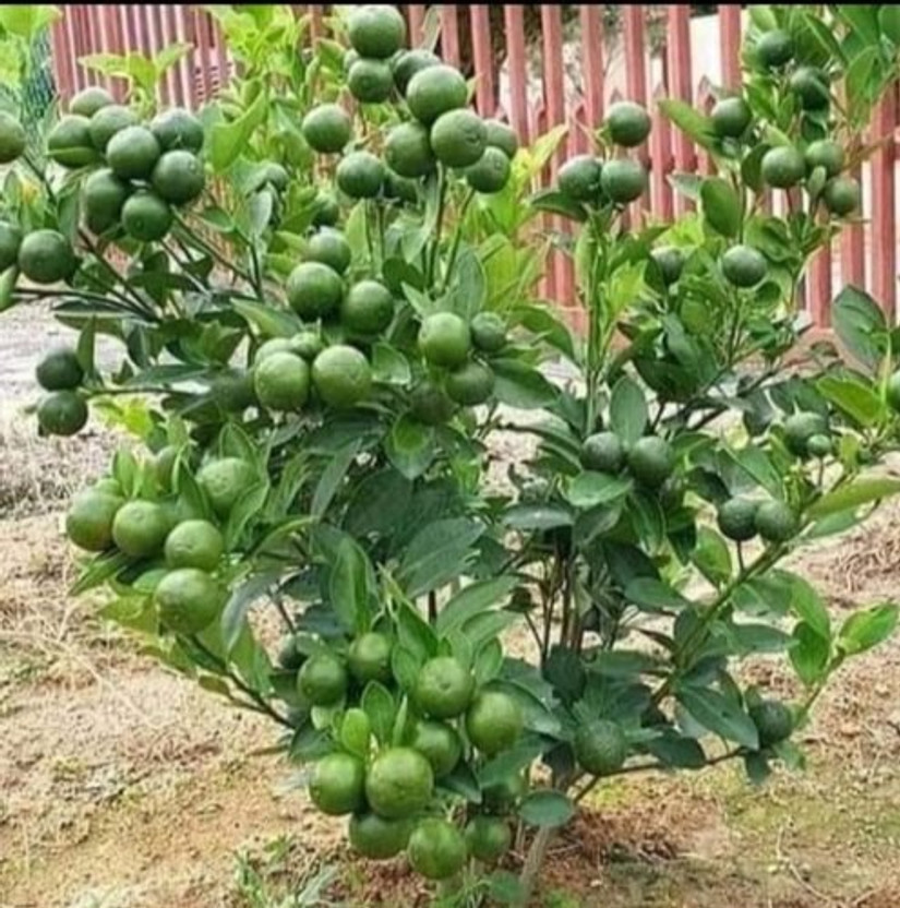 LaughEarth Lemon Plant(Hybrid, Pack of 2)