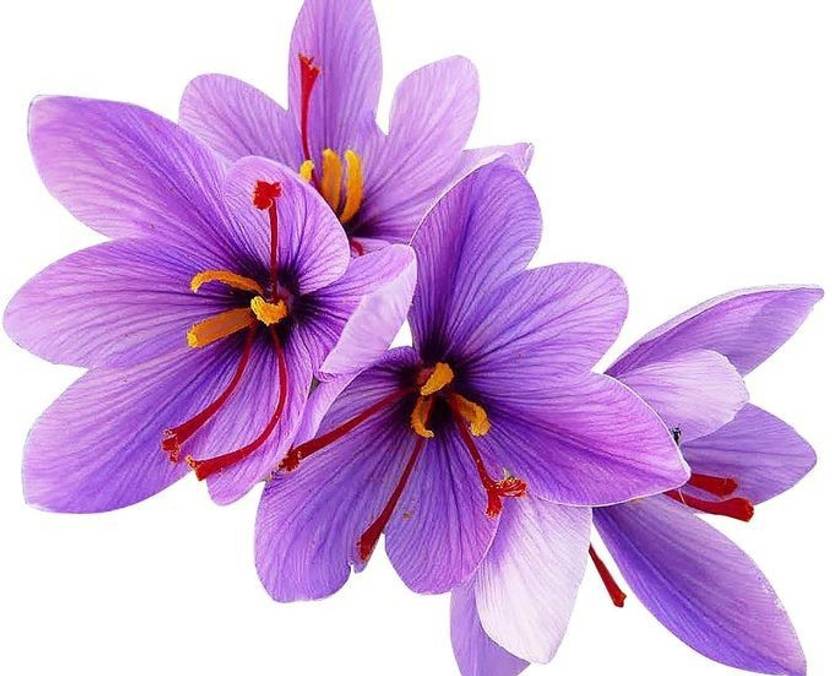 nature boon Kashmiri Saffron/Kesar Bulb (Pack of 90 Seeds) Seed Price