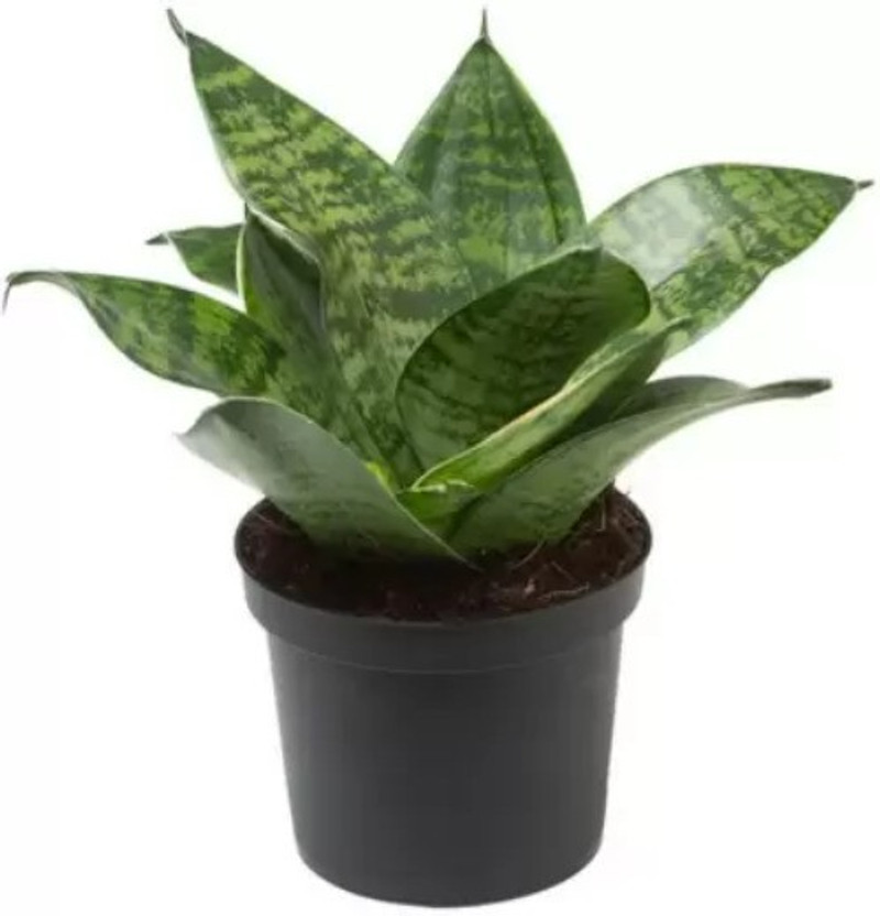 Sundhi Snake Plant(Pack of 1)