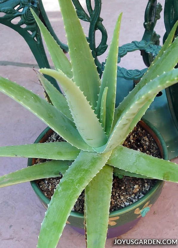 LaughEarth Aloe Vera Plant(Hybrid, Pack of 1)