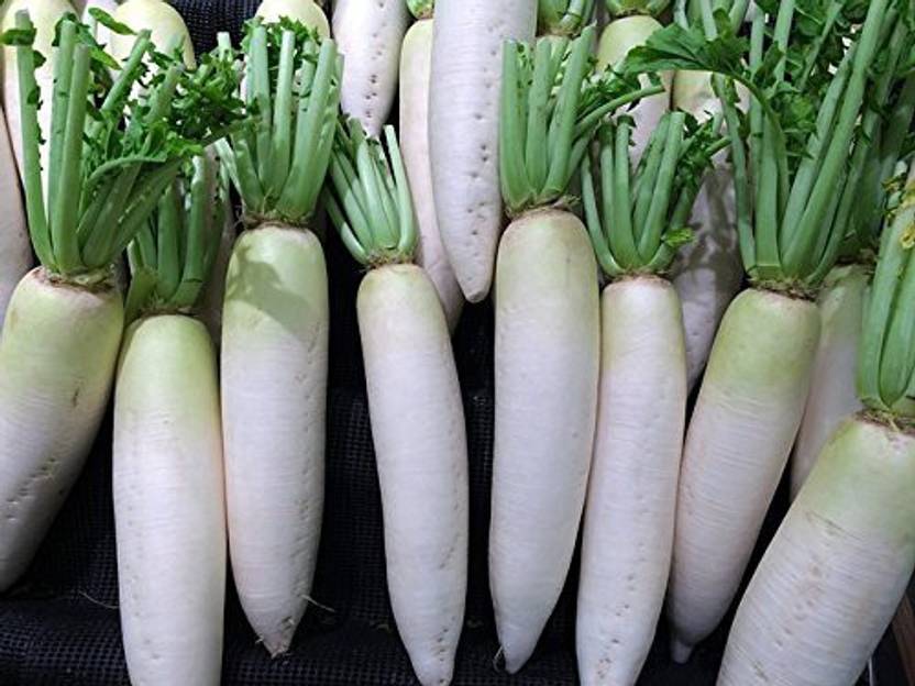 KANAYA Radish Long Mooli Hybrid Vegetable Seeds Seed Price in India