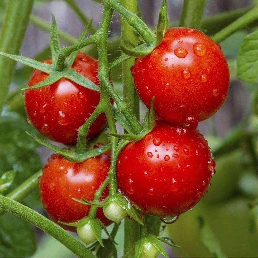 4th of july tomato seeds