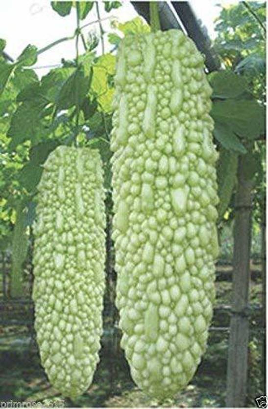 Recron Seeds Hills Farm Bitter Gourd , Kerala F1 Hybrid " Priyanka
