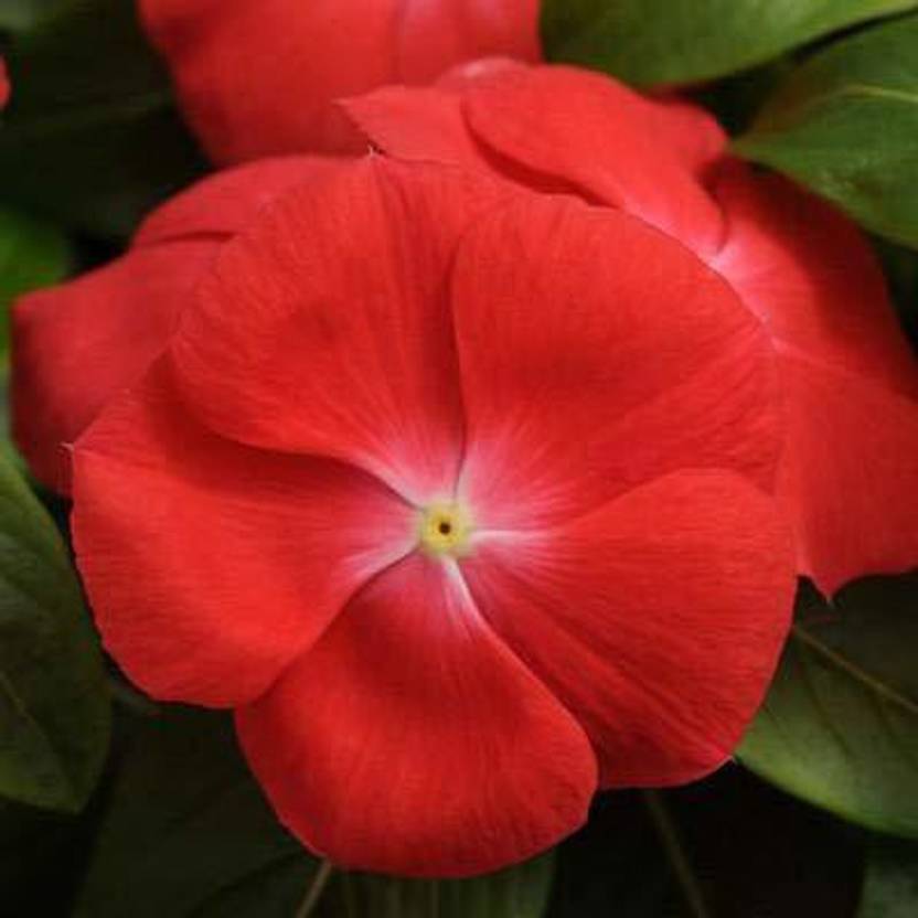 KANAYA Vinca/Sadabahar F1 Hybrid Mixed Color Flower Seed Price in India