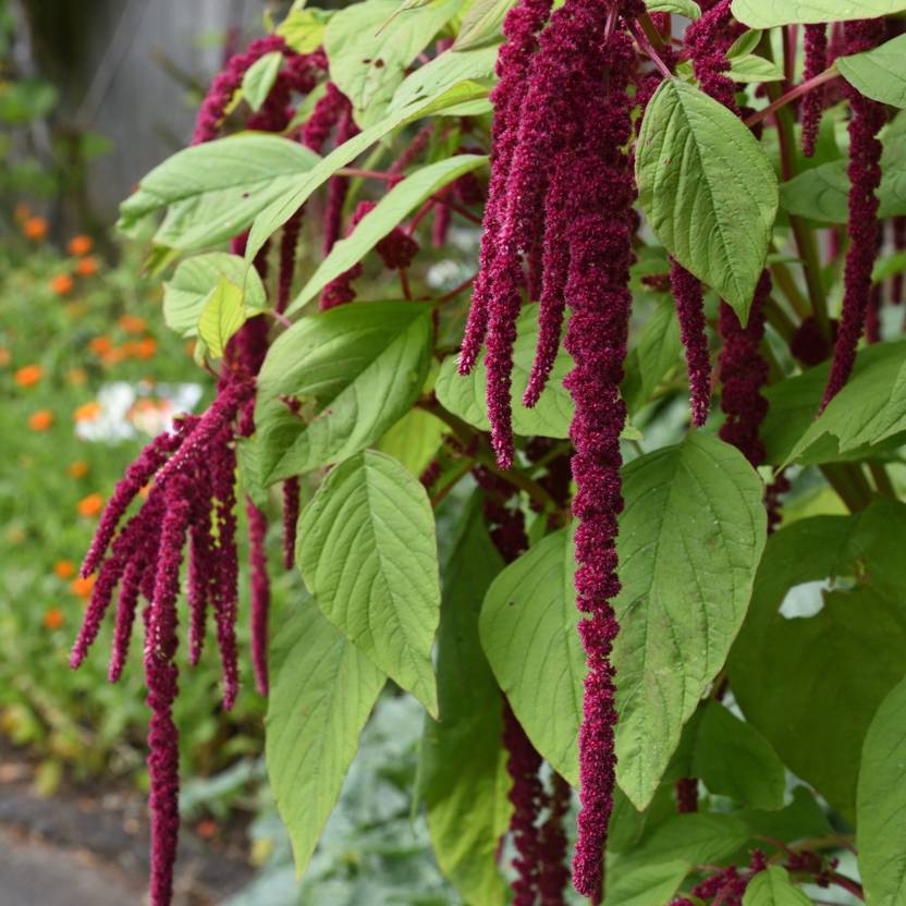 Shivnami Amaranthus Caudatus, Love Lies Bleeding, tassel flower