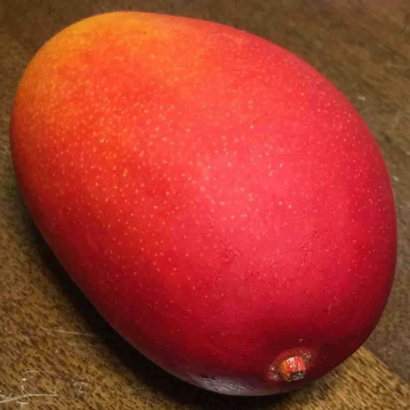 Green Gulfs Miyazaki Grafted Mango Plant Price in India Buy Green Gulfs Miyazaki Grafted Mango