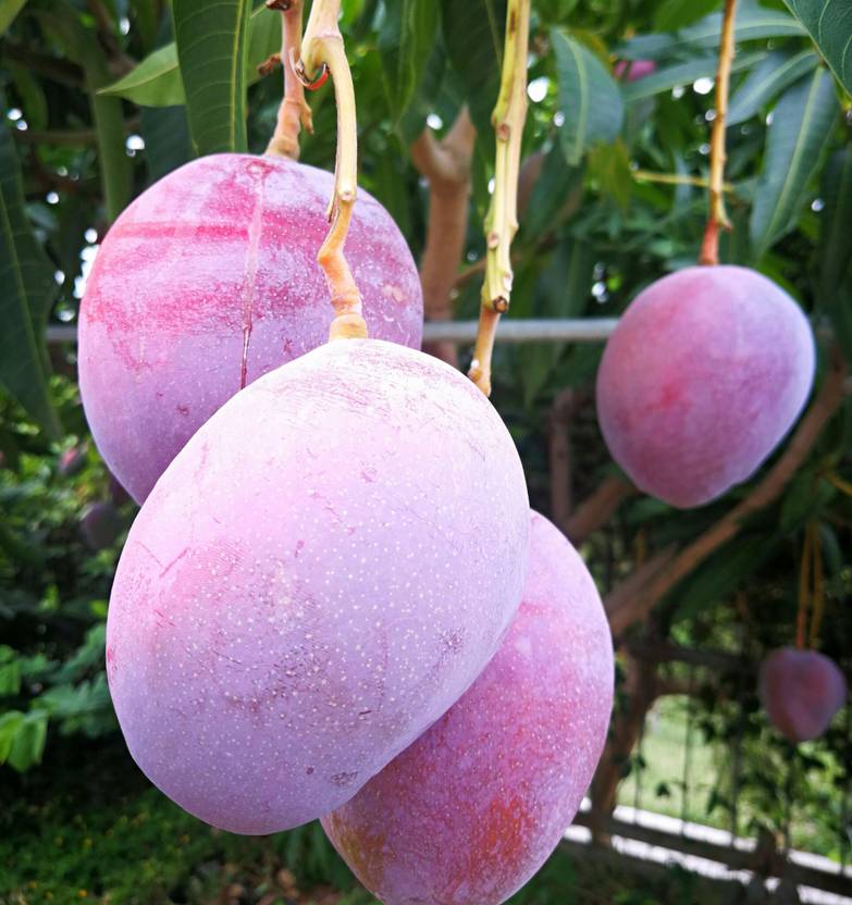 Japanese Miyazaki Grafted Mango Plant Price in India Buy Japanese