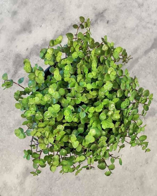 Amazing Gurden Turtle Vine Plant Price in India Buy Amazing Gurden