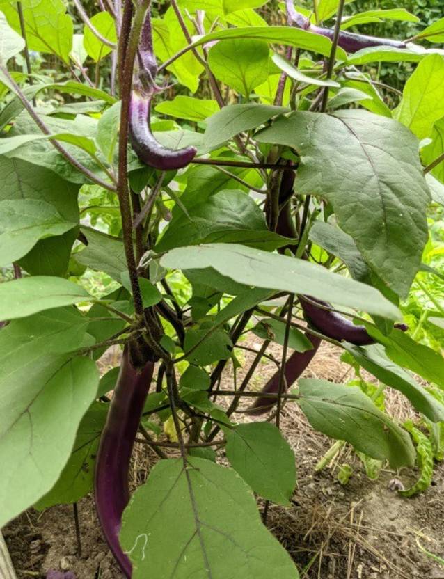 UGRA Chinese String Eggplant Seed Price in India Buy UGRA Chinese