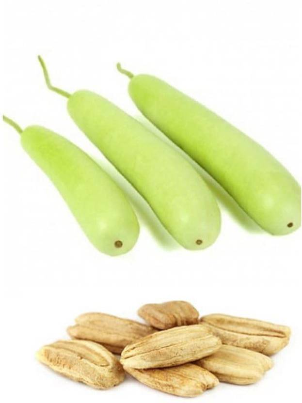 KANAYA Bottle Gourd Seed Price in India Buy KANAYA Bottle Gourd Seed
