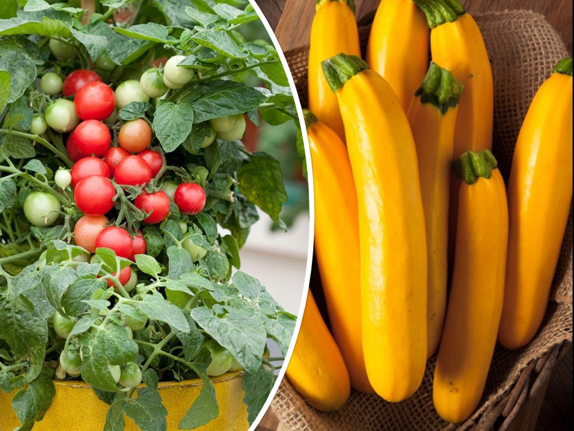 Gromax Gromax India Summer Season Vegetable |Cherry Tomato,, Squash Zuccini Seeds Combo 2 Per Pkt Seed(40 per packet) - Flipkart Deal
