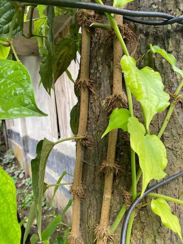 qxygreenplant ZZ Plant(Hybrid, Pack of 1)