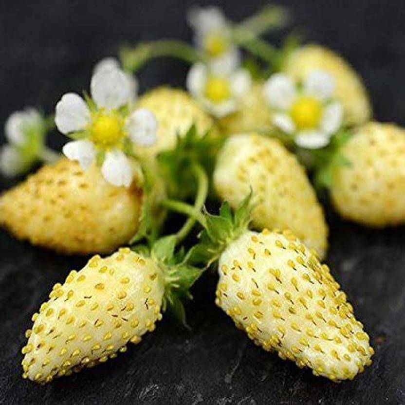 WILLVINE Strawberry Seed Price in India Buy WILLVINE Strawberry Seed