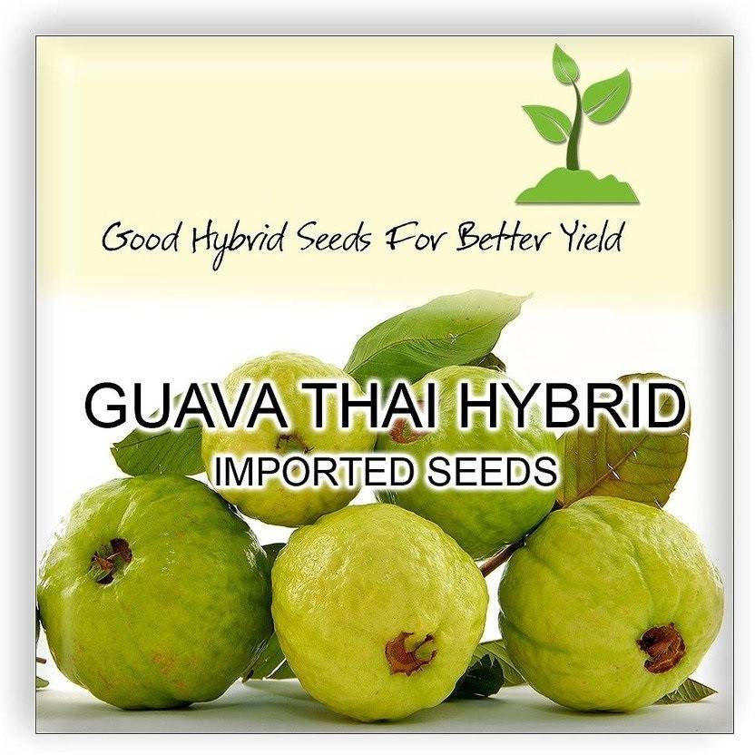 Biosnyg Sweet Fruit Giant Fruit Amrut Fruit Dwarf Plant Fruit