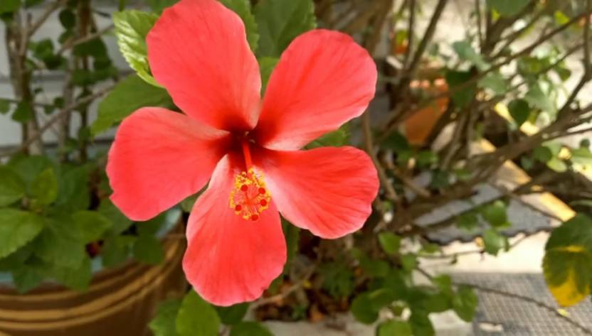 Evergreen Hibiscus Plant Price In India Buy Evergreen Hibiscus Plant 