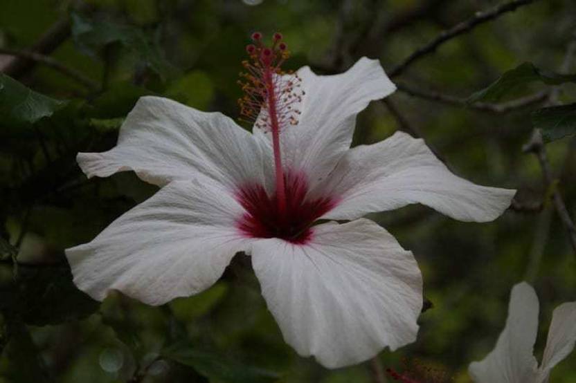 Evergreen Hibiscus Plant Price In India Buy Evergreen Hibiscus Plant 