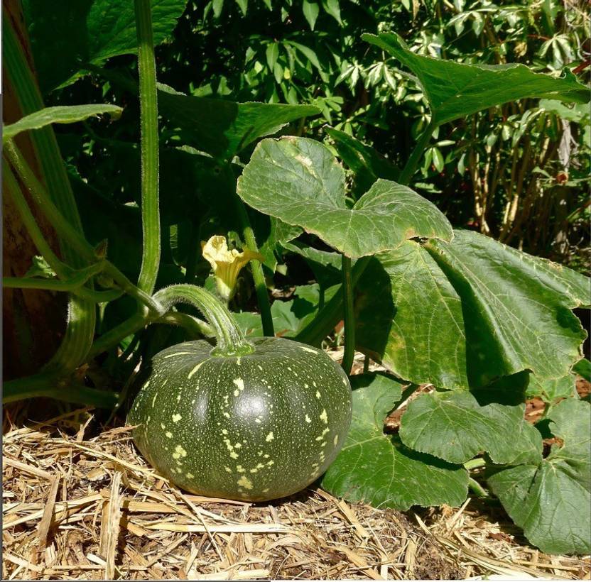 ErTh Japanese Squash Kabocha Squash Seed Price in India Buy ErTh