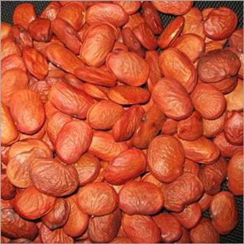 RUKDA Pongamia Pinnata Pongam Oiltree Indian Beech Karanj Tree Seed 