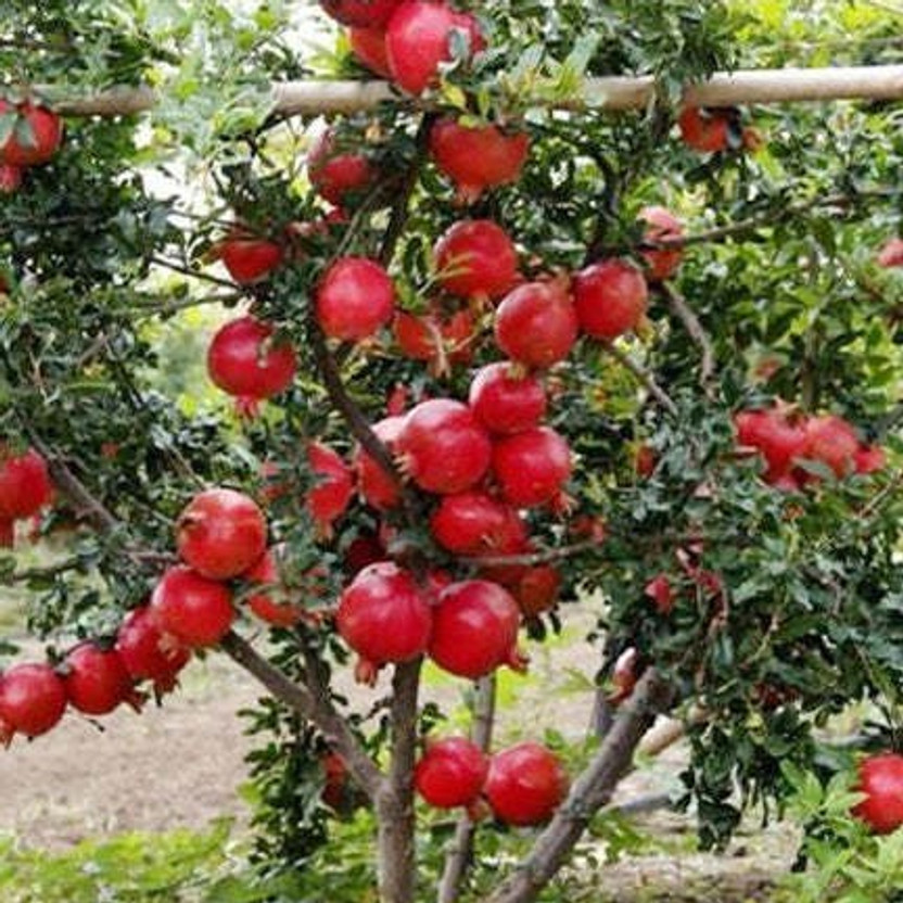 FSK Pomegranate Plant(Hybrid, Pack of 1)