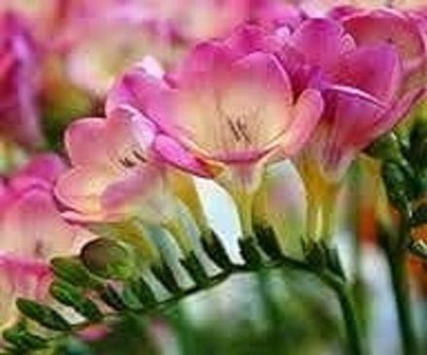 Vinayak Vinayak Pesticides Freesia mixed Double Flower, Imported Flower Bulb, Good Germination (PACK OF 6 ) Seed(6 per packet) - Flipkart Deal