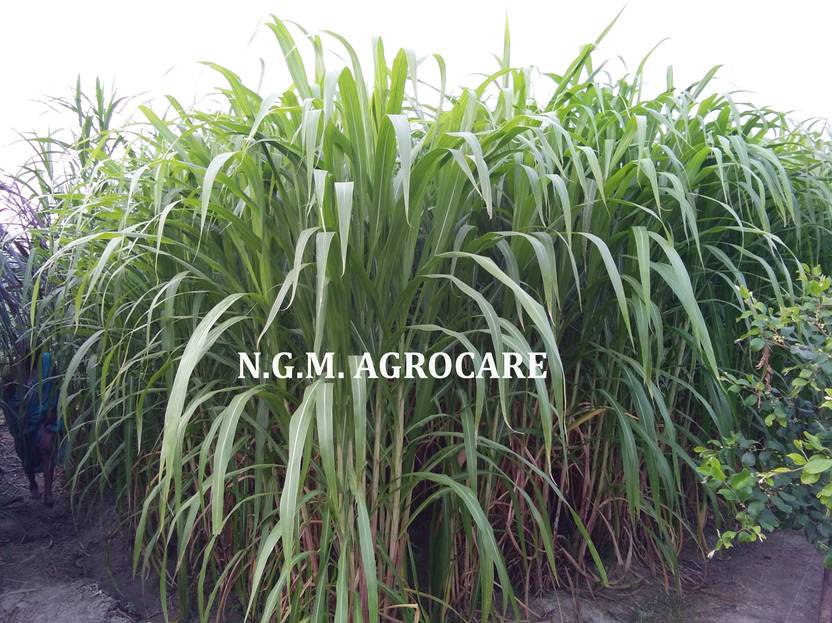 N.G.M. AGROCARE DHN6 SUPER HYBRID NAPIER GRASS CUTTING SLIPS MULTICUT