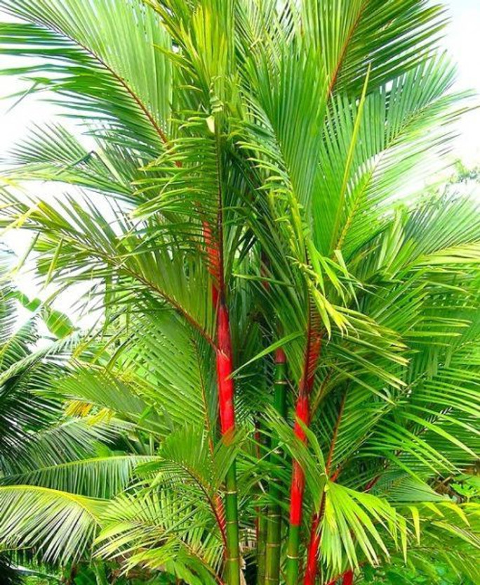 Cloud Farm Areca Palm(Hybrid, Pack of 1)