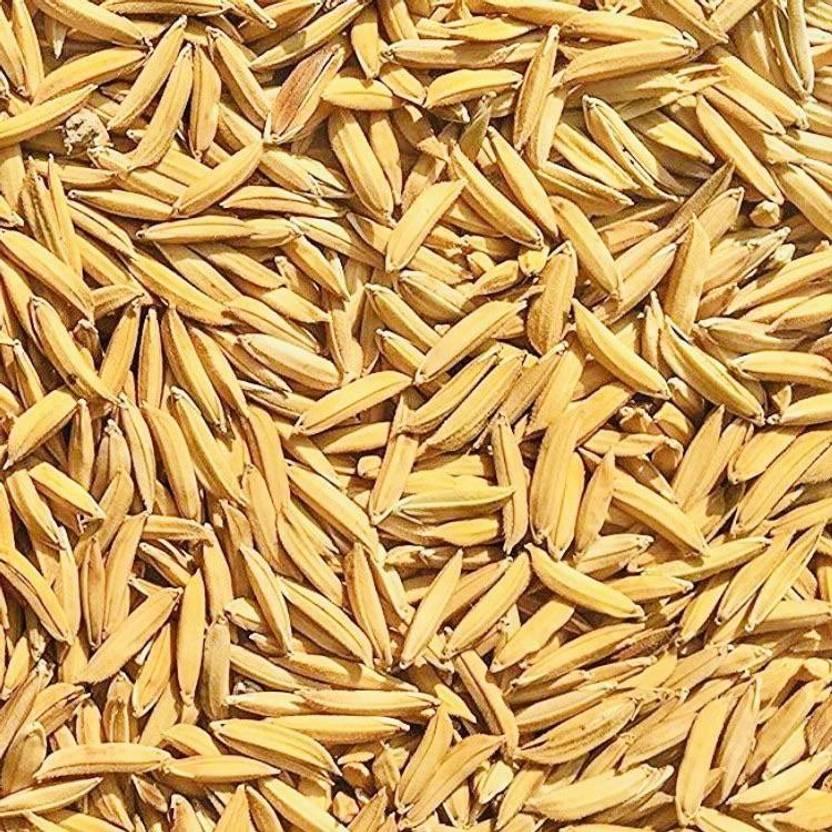 Sakshi Farms Pusa Basmati Paddy 1509, Rice Seeds for Sowing, Farming