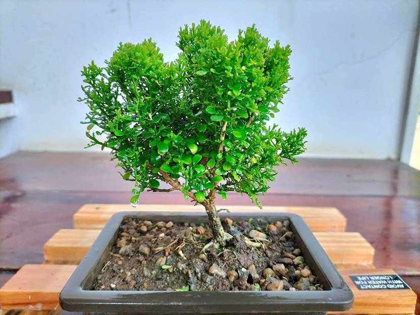 Chamunda Greens Madhu Kamini Plant Price in India Buy Chamunda Greens