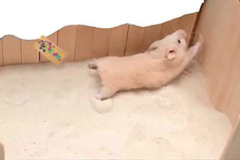 Western Era Sand Bath for Hamster, Gerbill (200grm) (Strawberry) Pet Litter Tray Refill